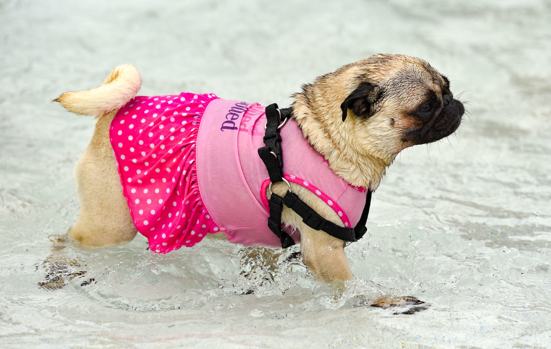 082919-bet-doggysplash-068a.JPG